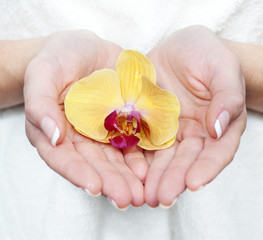 Human fingers with classic french-style manicure holds orchid