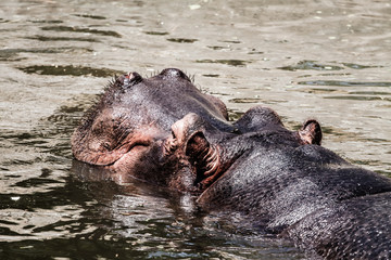 Fototapeta premium The hippopotamus (Hippopotamus amphibius),