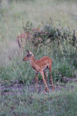 Antilope sauteuse (Springbok) d'Afrique du Sud