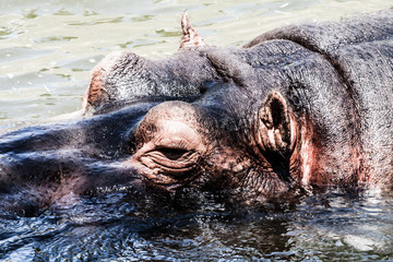 The hippopotamus (Hippopotamus amphibius),