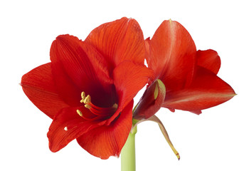 Amaryllis Blüten isoliert