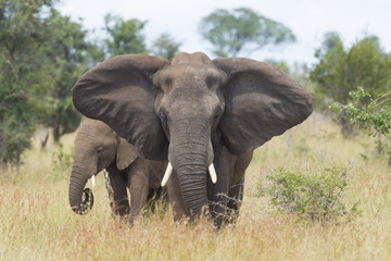 Fototapeta na wymiar African Elephant (Loxodonta africana) female with young, South A