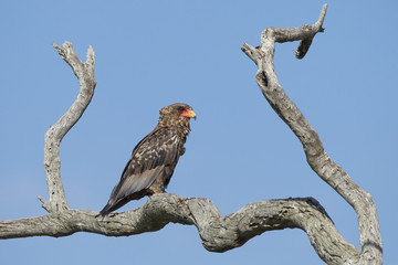 Juvenile Bateleur Eagle (Terathopius ecaudatus) South Africa
