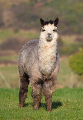 Fototapeta premium Male Alpaca in farm field