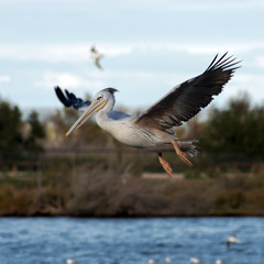 White pelican on the lake