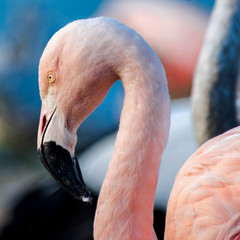 Fototapeta premium Pink flamingo on the lake