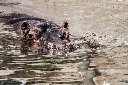 The hippopotamus (Hippopotamus amphibius),
