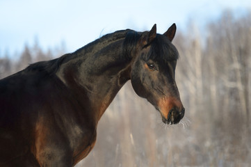 Obraz na płótnie Canvas Bay horse portrait in winter