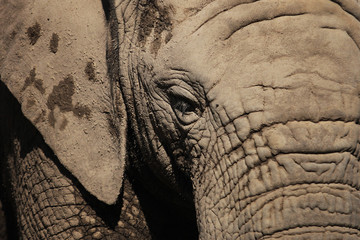 Fototapeta premium african elephant eye, animal portrait