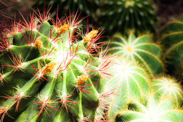 Close up of globe shaped cactus with long thorns