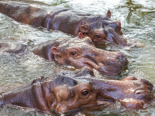 Fototapeta na wymiar grupa Hipopotam
