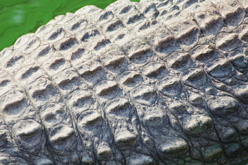 wild crocodile skin pattern