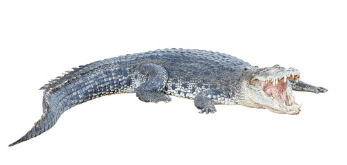 crocodile open jaw