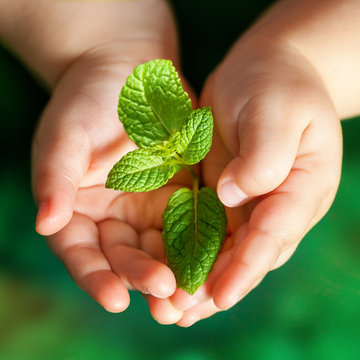 Infant hands holding green plant.