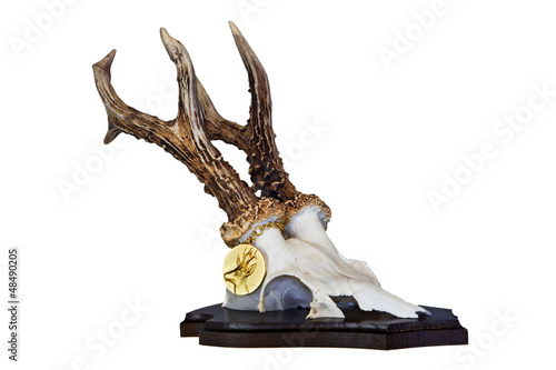 "Rehbocktrophäe mit Goldmedaille" Stockfotos und lizenzfreie Bilder auf