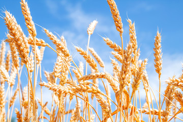 Fototapeta premium Gold wheat field and blue sky
