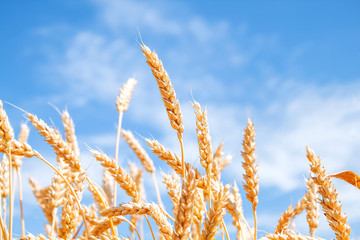 Gold wheat field and blue sky