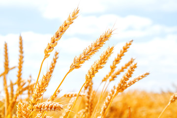 Gold wheat field and blue sky © Ievgenii Meyer