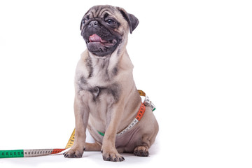 Mops mit Idealma&szlig;en