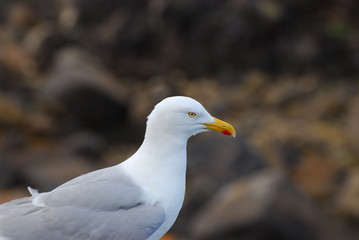 Obraz premium Mouette