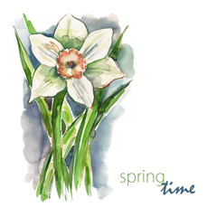 Watercolor White Narcissus