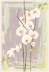 Greeting card with orchid. Illustration orhid.