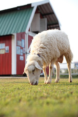 sheep in field