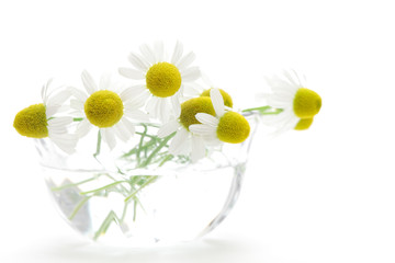 Chamomiles in glass on white background