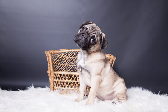 Mops auf Flokatie mit Korb