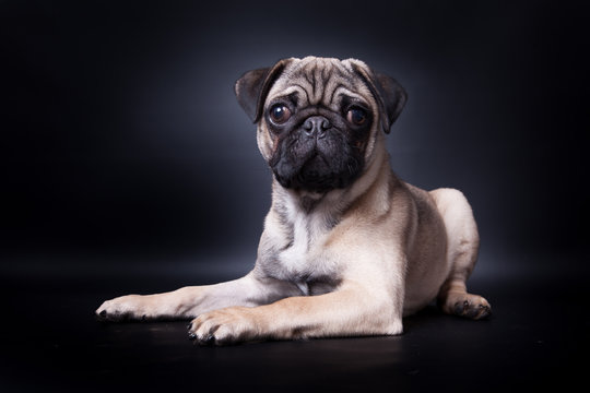 Mops Portrait auf schwarz