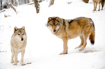 Two wolves in winter.