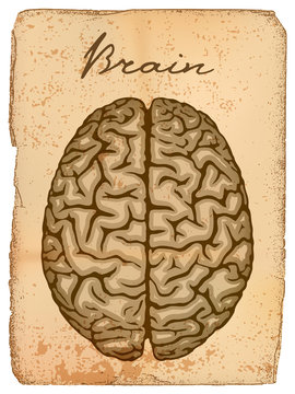 Old manuscript with illustration of human brain.