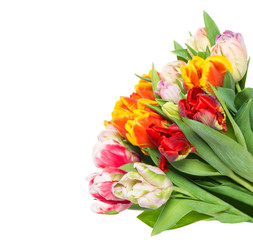 fresh colorful tulip flowers on white