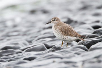 red knot