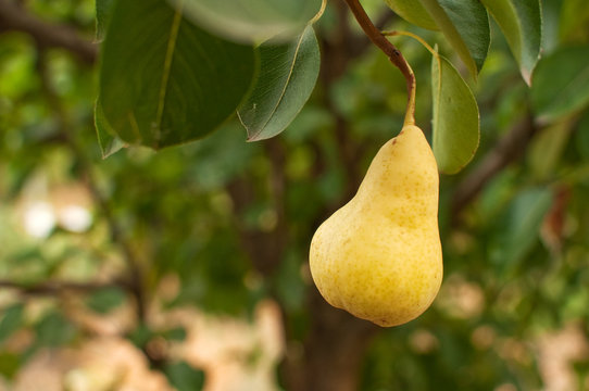Pear on the branch