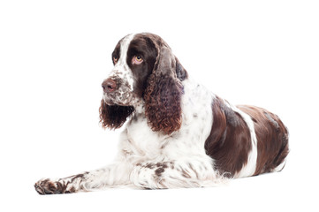 springer spaniel dog isolated