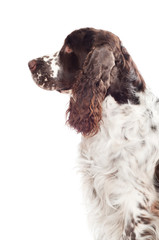 springer spaniel dog portrait