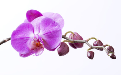 Fototapeta na wymiar Orchid kwiaty z pąkami