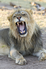 Male African Lion (Panthera leo) yawning, Botswana
