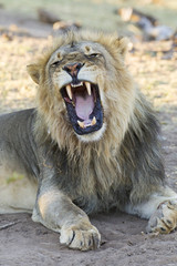 Obraz premium Male African Lion (Panthera leo) yawning, Botswana