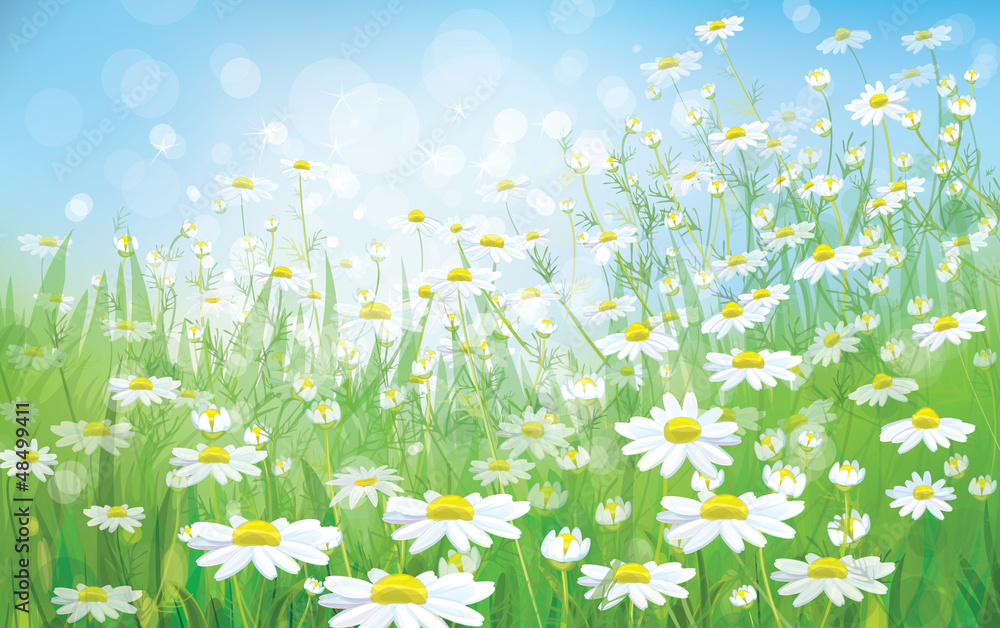 Canvas Prints vector of spring background with white daisies.