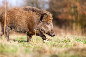 Boar