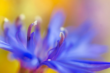 abstract flower closeup with soft focus