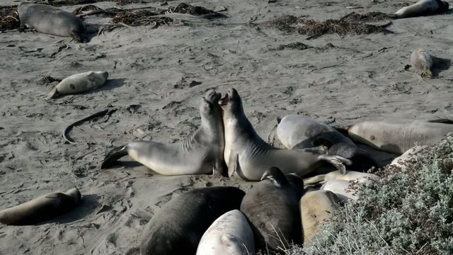 Elephant seals, Cambria, California