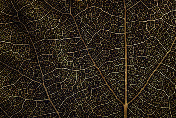 leaf texture, abstract background