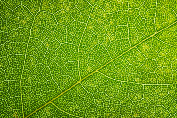 Green leaf texture