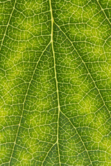 green leaf texture