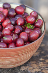 Fresh cranberries in bowl. Just after picking up in a swamp