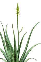 Obraz premium Blooming Aloe Vera isolated