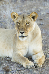 Fototapeta na wymiar Female Lion (Panthera leo) Botswana